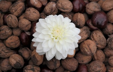 Autumn concept with white decorative dahlia flower and a collection of walnuts and chestnuts
