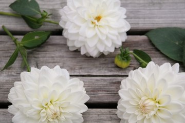 white dahlia flowers on weathered wooden boards, decorative summer or autumn flower in bright daylight