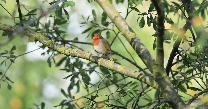 Robin Hood sings in the tree during the autumn 