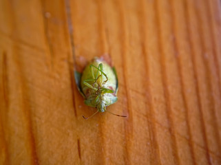 a dead garden bug lies on a Board, in summer.