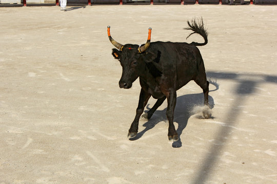 course camarguaise
