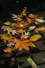 Herbstlaub Pfütze Wasser Blätter Farben New York Brunnen Hintergrund Jahreszeit Fall bunt Hintergrund Symbol Kopfsteinpflaster Regen Schauer Manhattan Park USA Färbung