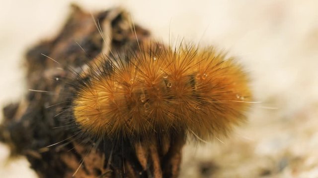 Closeup of Yellow Woolly Bear caterpillar with small water droplets collecting on the hairy tufts.  Also known as Spilosoma virginica or Virginia Tiger moth.  Shot zooms out.
