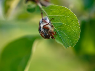 may beetle eats the leaf of a tree, Russia.