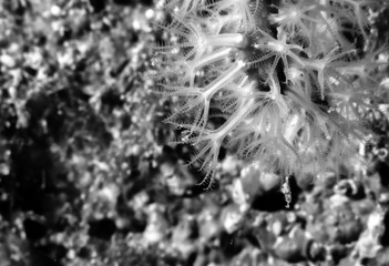 Red Coral on Mediterranean reef
