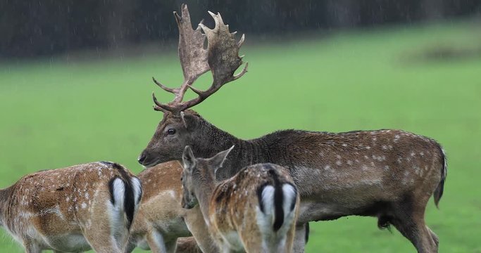 Fallow deer in the meadow during the rut