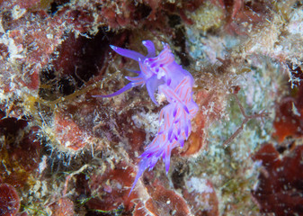 Flabellina affinis is a species of sea slug, an aeolid nudibranch