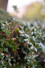 Obraz premium rain on leaves