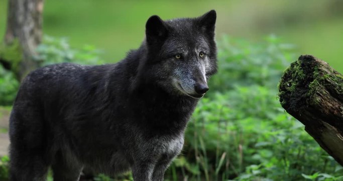 Portraitf of a Timberwolf in the forest during the autumn
