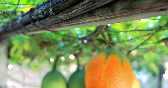 4k- ripe gac fruits on climbing plant.mp4