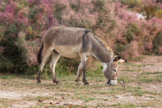 Donkey eating grass against the background of flowering bushes