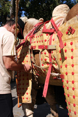 préparation du cheval