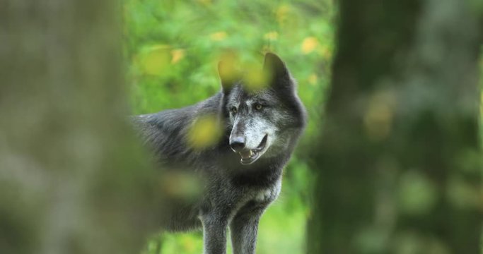 Portraitf of a Timberwolf in the forest during the autumn