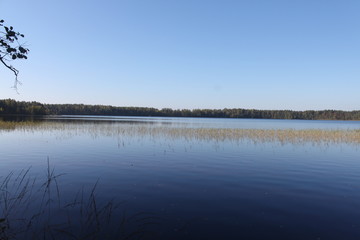 forest lake