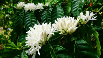 Coffee tree blossom with white color flower close up view                   