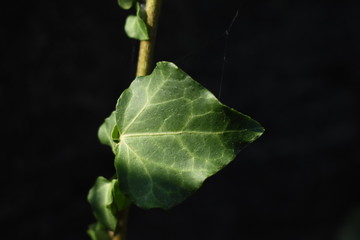Hoja verde aislada de planta de hiedra con fondo oscuro en el jardín e iluminación natural del...