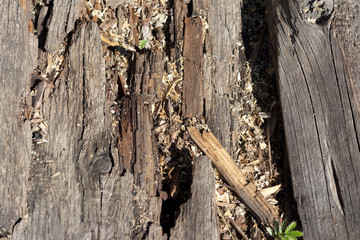 old rotten wooden planks lying on the ground