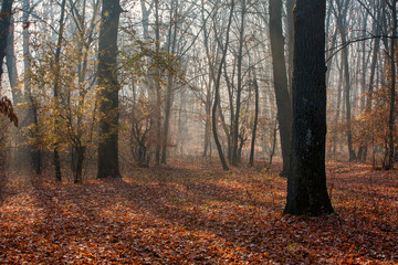 autumn forest and trees with colorful leafs