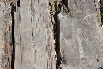 old rotten wooden planks lying on the ground