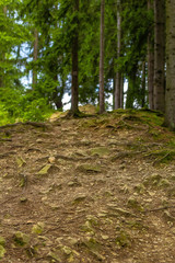 Forest mountain trail passes through a spruce forest, twined with tree roots. Designation of a tourist route. Beautiful summer landscape.