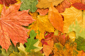 Naklejka na ściany i meble Autumn leaves background colorful Fall nature.