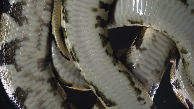 Video of ball phyton, camera rushed down