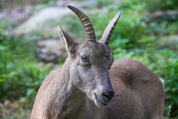 Steinbock