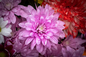 Purple chrysanthemum flower with water drops closeup on blurred background