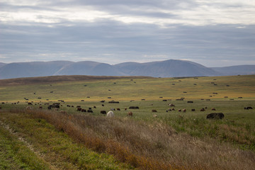 A spacious green field where cows graze