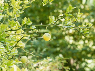 Poncirus trifoliata | Trifoliate orange or hardy orange, ornamental shrub, with thorny branches and small green fruits ripening yellow in autumn