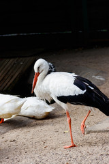 Portrait of a white stork (Ciconia ciconia)