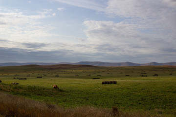 Fototapeta na wymiar A spacious green field where cows graze