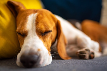 Beagle dog tired sleeps on a cozy couch. Adorable canine background