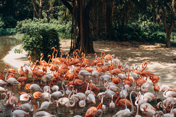 Flock of flamingos on the pond in the zoo