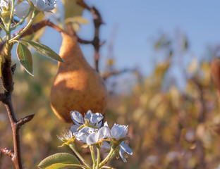 Close-up with pear tree blooming in autumn