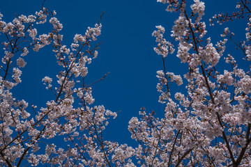 Cherry trees bloom in spring.