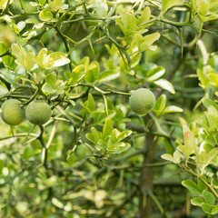 Poncirus trifoliata | Trifoliate orange or hardy orange, ornamental shrub, with thorny branches and...