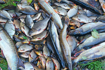 Obraz premium Caught crucians and pikes. Successful fishing. Fresh fish carps and pikes
