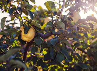 Beautiful sunrise the garden of natural quinces