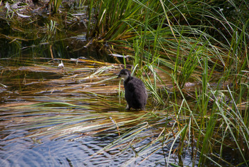 wild duck in the water