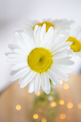 Fototapeta na wymiar Chamomile flowers in a vase on a wooden table. Flat lay, top view.