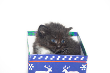 Little black kitten on a white background. Home pet. Kitten 3 weeks.