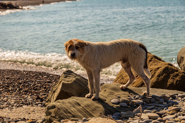 sea lion on the beach