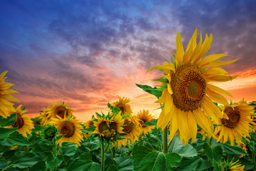 Sunflowers at sunset against dramatic sky