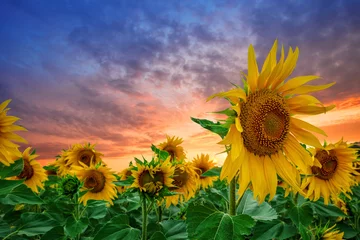 Selbstklebende Fototapeten Sunflowers at sunset against dramatic sky © alexlukin