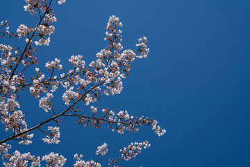 桜の花　青空