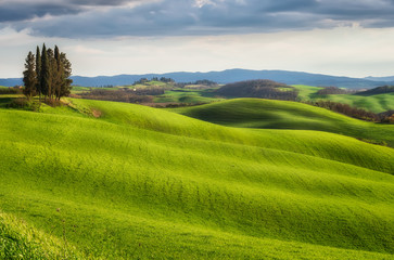 Spring fields in Tuscany / Amazing Tuscany landscape with green rolling hills in spring sunny morning