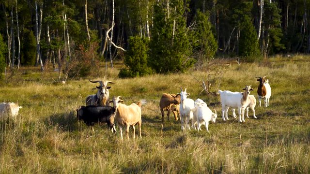 Pack of Goats Standing Still and Grazing Grass on a Meadow While looking in a Camera