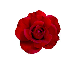 Red rose flower isolated on white background with clipping path.