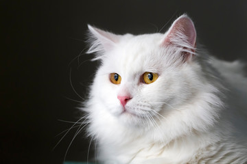 Fototapeta na wymiar Cute, white cat